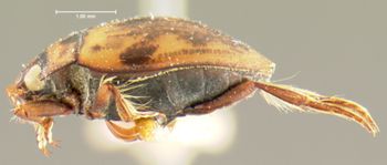 Media type: image;   Entomology 23945 Aspect: habitus lateral view